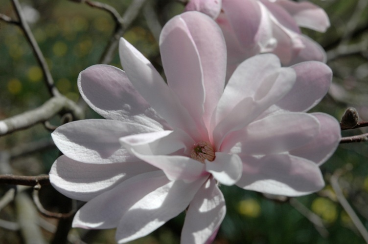 MagnificentMagnolias-4f.jpg